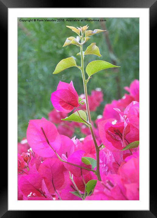  Bougainvillea Framed Mounted Print by Ram Vasudev