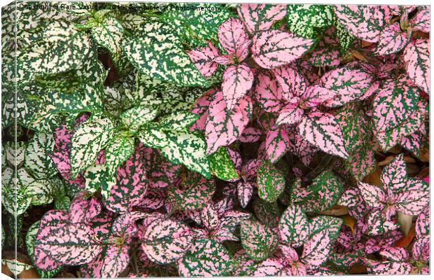  Colorful Leafy Ground Cover Canvas Print by Ram Vasudev