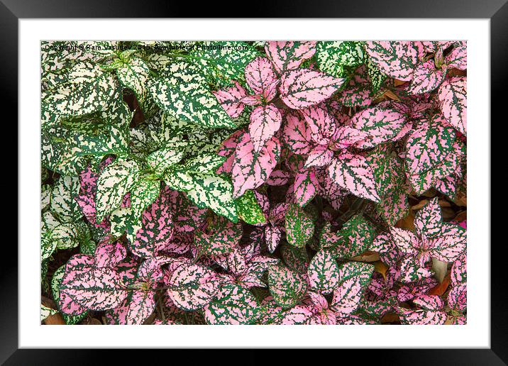  Colorful Leafy Ground Cover Framed Mounted Print by Ram Vasudev