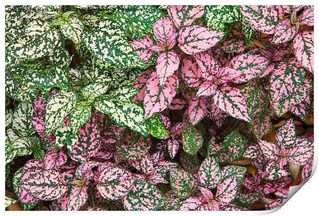  Colorful Leafy Ground Cover Print by Ram Vasudev