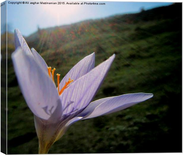  Sun rays over wild saffron, Canvas Print by Ali asghar Mazinanian