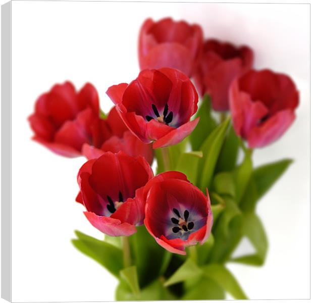 Red tulips on white Canvas Print by Stephen Mole