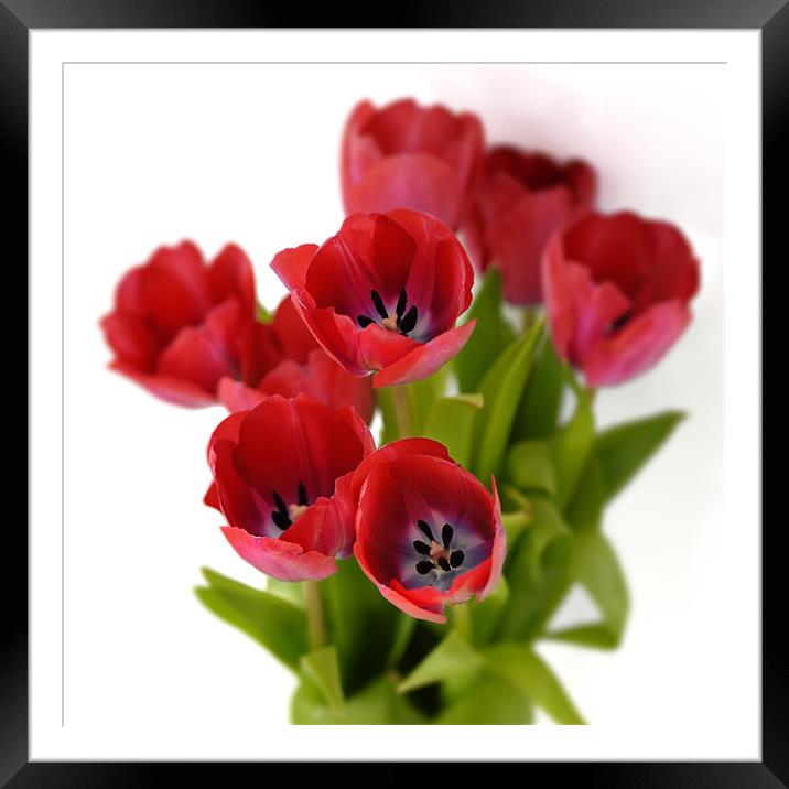 Red tulips on white Framed Mounted Print by Stephen Mole