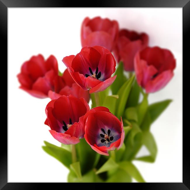 Red tulips on white Framed Print by Stephen Mole