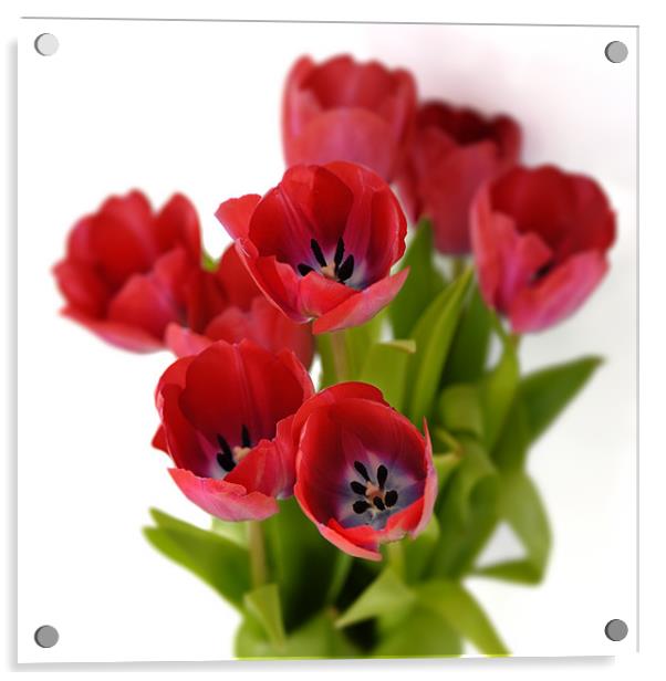 Red tulips on white Acrylic by Stephen Mole