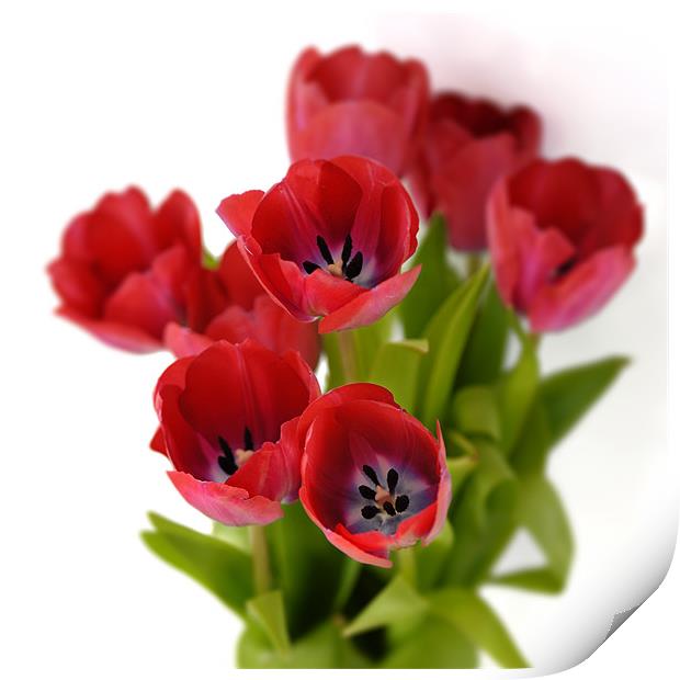 Red tulips on white Print by Stephen Mole