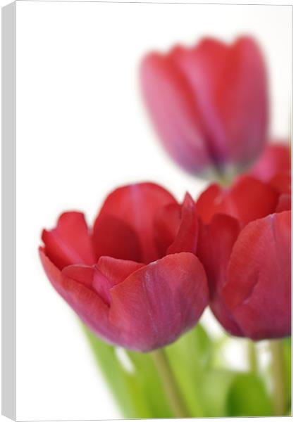 Red Tulip on White Canvas Print by Stephen Mole