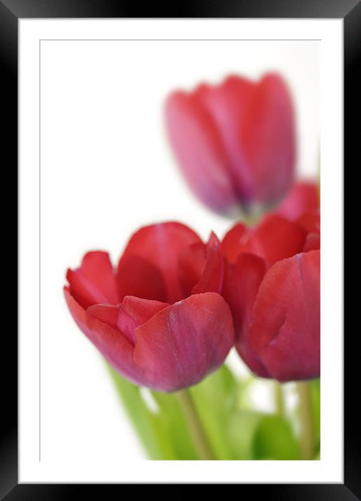 Red Tulip on White Framed Mounted Print by Stephen Mole