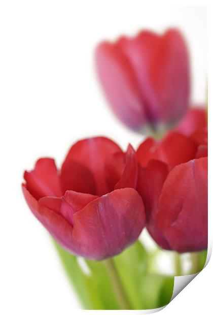 Red Tulip on White Print by Stephen Mole