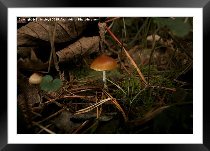  Brown cap fungi Framed Mounted Print by Sally Lloyd