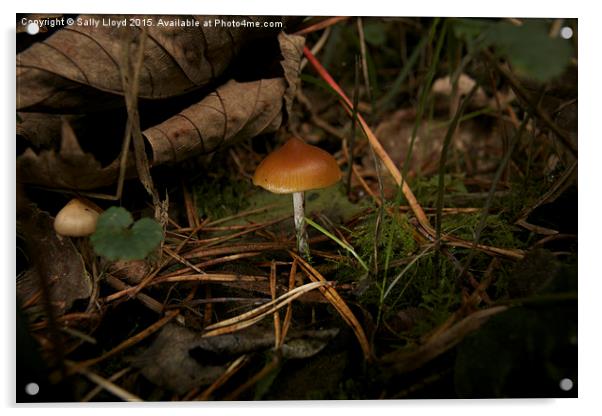  Brown cap fungi Acrylic by Sally Lloyd