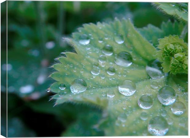 Dew on the leaf Canvas Print by PICHI DODDS