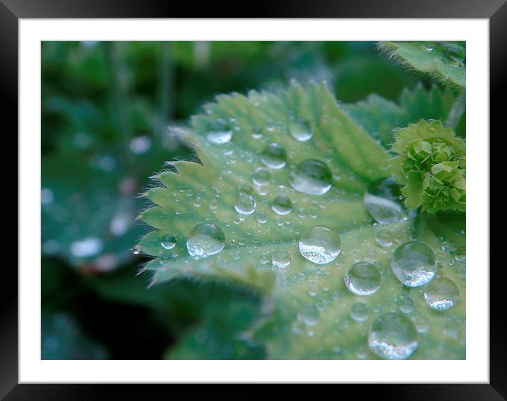 Dew on the leaf Framed Mounted Print by PICHI DODDS
