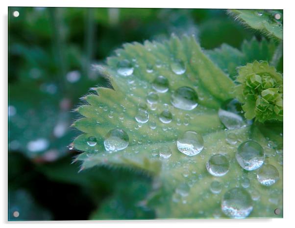 Dew on the leaf Acrylic by PICHI DODDS
