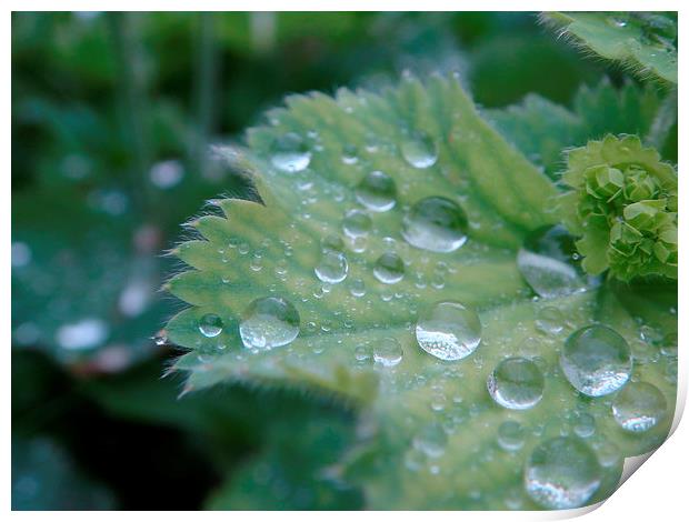 Dew on the leaf Print by PICHI DODDS