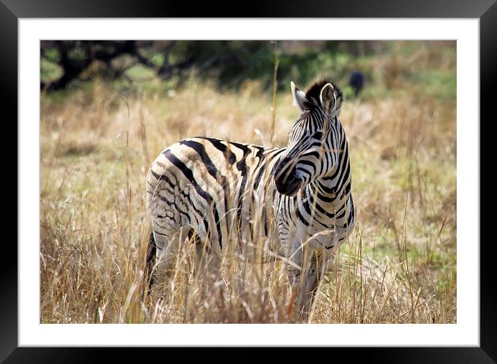  Single stripes Framed Mounted Print by Graeme Wilson