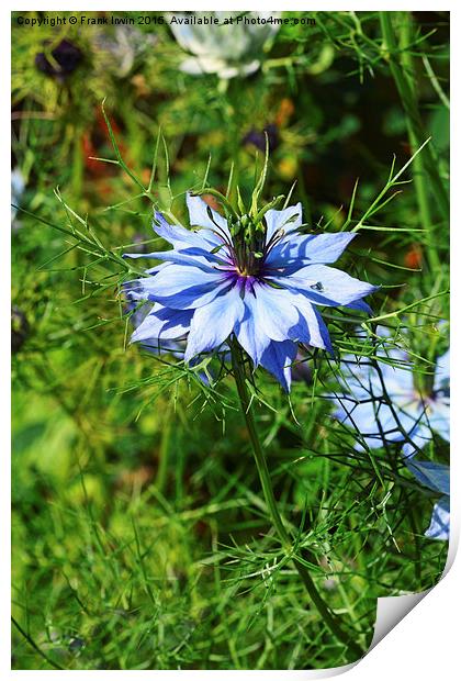 Nigella aka Love in a Mist Print by Frank Irwin