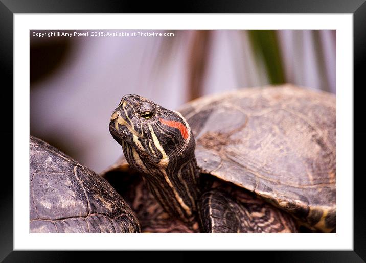  Terrapin Framed Mounted Print by Amy Powell