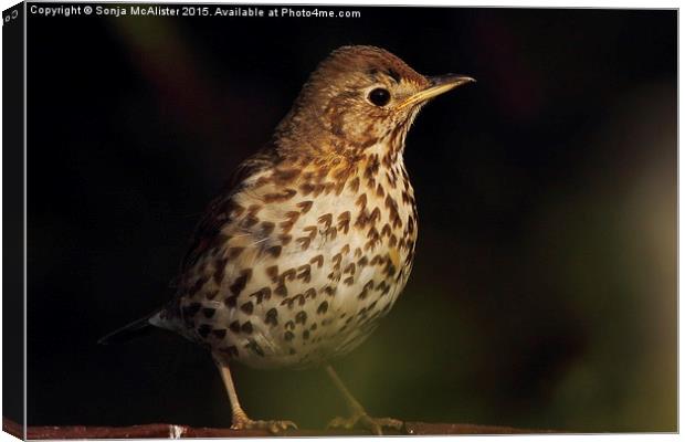  Song Thrush Canvas Print by Sonja McAlister