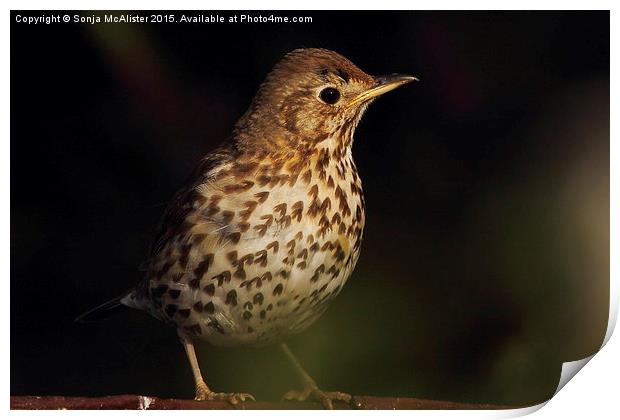  Song Thrush Print by Sonja McAlister