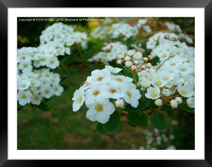  Viburnum Framed Mounted Print by PICHI DODDS