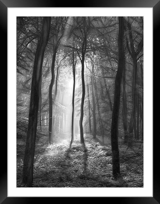  The light and shadows of the forest Framed Mounted Print by Ceri Jones
