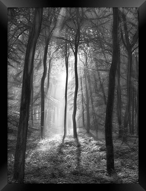  The light and shadows of the forest Framed Print by Ceri Jones