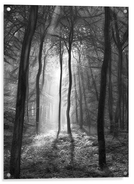  The light and shadows of the forest Acrylic by Ceri Jones