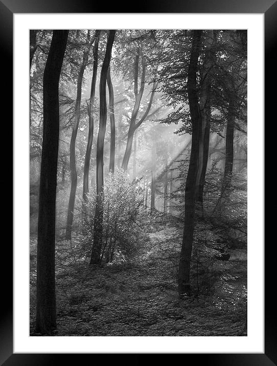  The Tones of the Forest Framed Mounted Print by Ceri Jones
