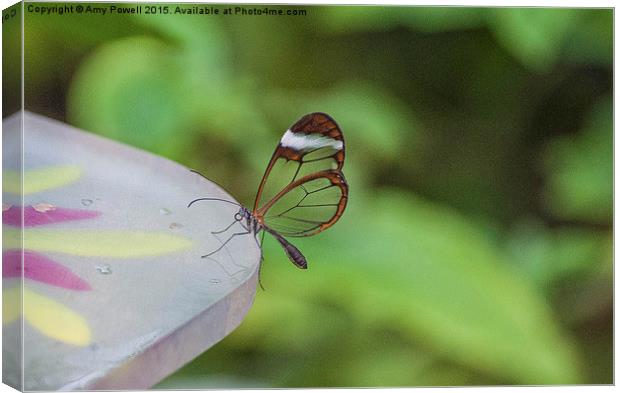  Glass Winged Butterfly Canvas Print by Amy Powell
