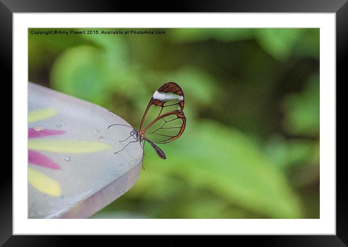  Glass Winged Butterfly Framed Mounted Print by Amy Powell