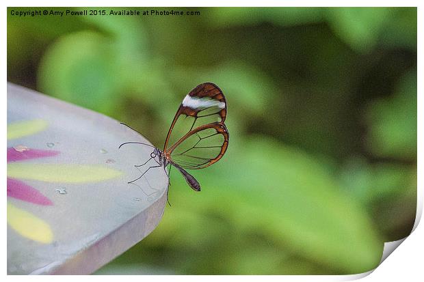  Glass Winged Butterfly Print by Amy Powell