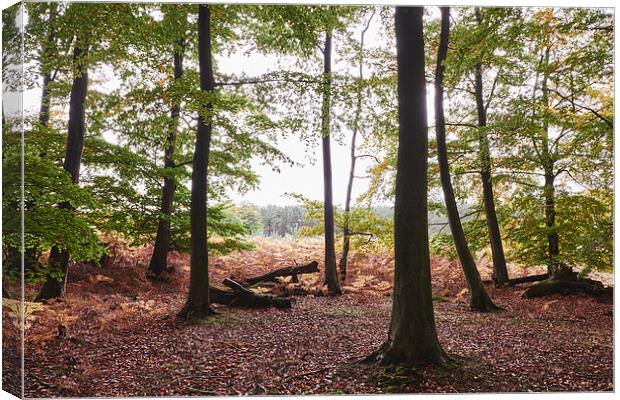 Autumnal woodland of Beech trees. Norfolk, UK. Canvas Print by Liam Grant