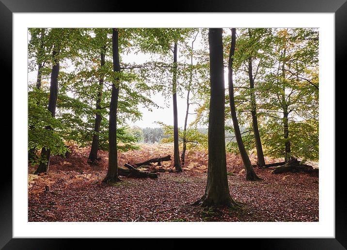 Autumnal woodland of Beech trees. Norfolk, UK. Framed Mounted Print by Liam Grant