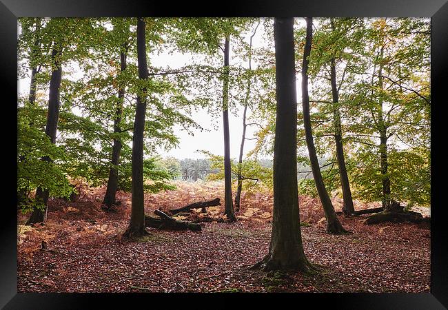 Autumnal woodland of Beech trees. Norfolk, UK. Framed Print by Liam Grant