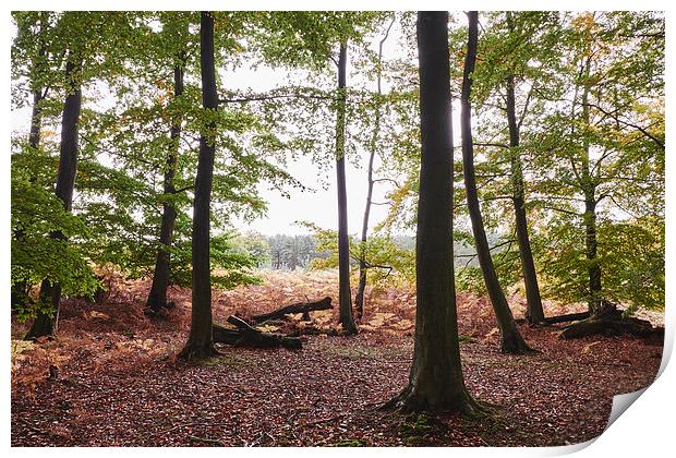Autumnal woodland of Beech trees. Norfolk, UK. Print by Liam Grant