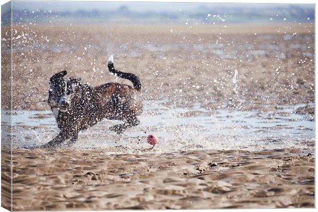 Dog (Boxador) running after it's ball on the beach Canvas Print by Liam Grant