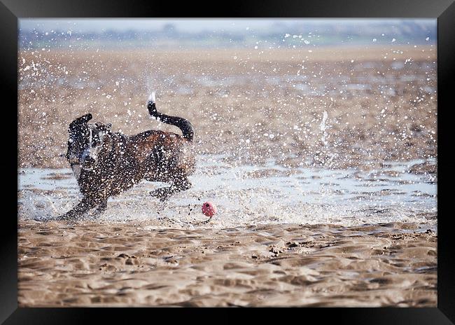 Dog (Boxador) running after it's ball on the beach Framed Print by Liam Grant