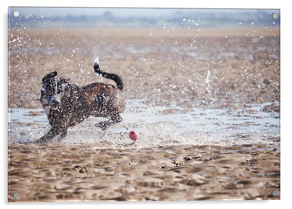 Dog (Boxador) running after it's ball on the beach Acrylic by Liam Grant