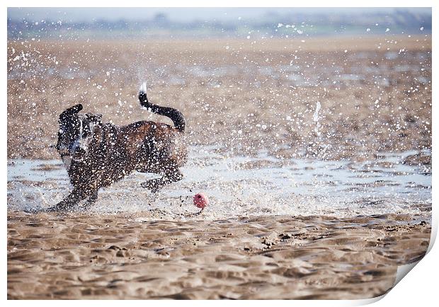 Dog (Boxador) running after it's ball on the beach Print by Liam Grant