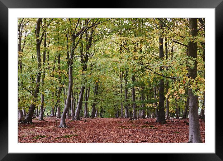 Autumnal woodland of Beech trees blowing in the wi Framed Mounted Print by Liam Grant