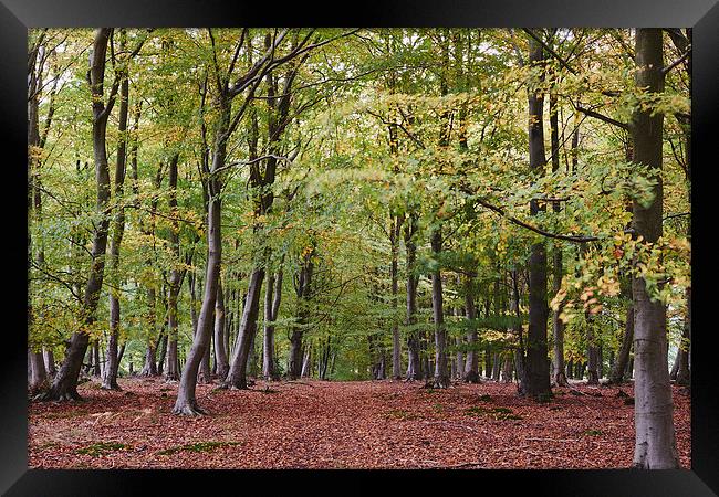 Autumnal woodland of Beech trees blowing in the wi Framed Print by Liam Grant