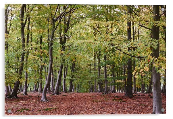 Autumnal woodland of Beech trees blowing in the wi Acrylic by Liam Grant