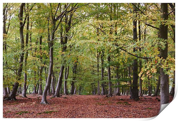 Autumnal woodland of Beech trees blowing in the wi Print by Liam Grant