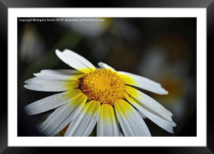 Wild Daisy Flower  Framed Mounted Print by Angelo DeVal
