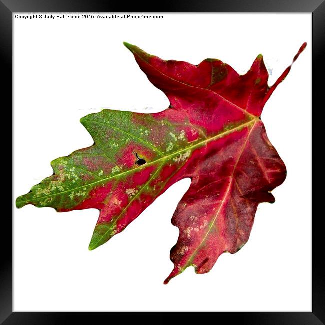  Fall Leaf Framed Print by Judy Hall-Folde