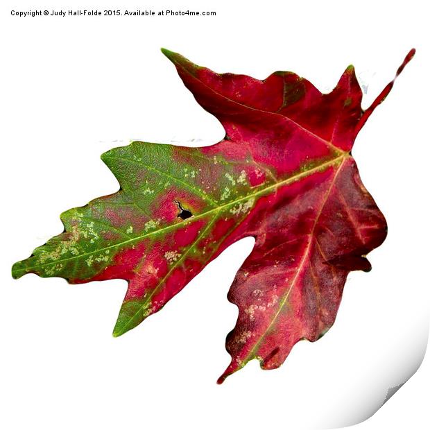  Fall Leaf Print by Judy Hall-Folde