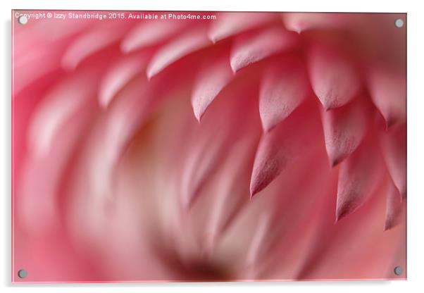  Pink Petals Acrylic by Izzy Standbridge