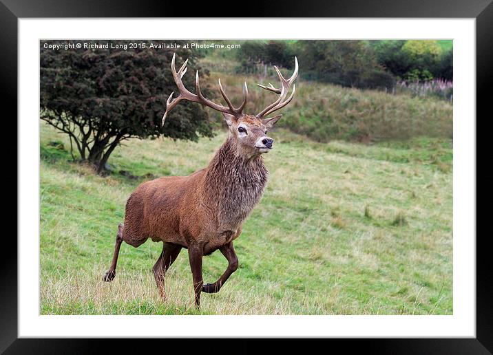Proud Red Deer Stag  Framed Mounted Print by Richard Long
