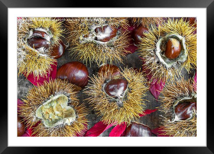  Autumn chestnuts Framed Mounted Print by Beata Aldridge